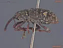 Small Spruce Weevil - photo 3
