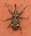 Small Spruce Weevil - photo 4