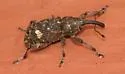Small Spruce Weevil - photo 5