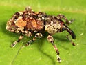 Pissodes similis