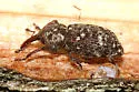 Balsam Bark Weevil
