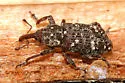 Balsam Bark Weevil - photo 2