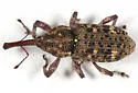 Balsam Bark Weevil - photo 3