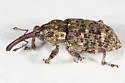 Balsam Bark Weevil - photo 4
