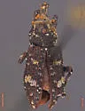 Balsam Bark Weevil - photo 5