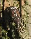 White Pine Weevil - photo 2