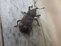 White Pine Weevil - photo 3