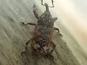 White Pine Weevil - photo 4