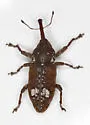 White Pine Weevil - photo 5