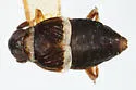 Pissonotus agrestis - photo 2