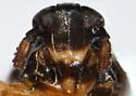 Pissonotus agrestis - photo 3