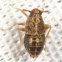 Pissonotus albovenosus