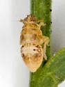 Pissonotus albovenosus - photo 2
