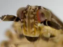 Pissonotus albovenosus - photo 3