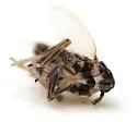 Pissonotus albovenosus - photo 4