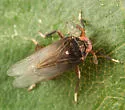 Pissonotus aphidioides