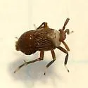 Pissonotus aphidioides - photo 2