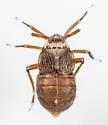 Pissonotus aphidioides - photo 3