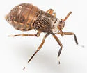 Pissonotus aphidioides - photo 4