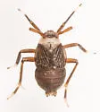 Pissonotus aphidioides - photo 5