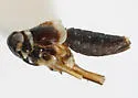 Pissonotus aquilonius