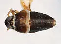 Pissonotus aquilonius - photo 2