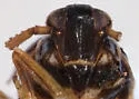 Pissonotus aquilonius - photo 3