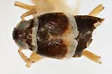 Pissonotus aquilonius - photo 5