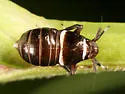Pissonotus basalis