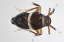 Pissonotus basalis - photo 2