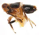 Pissonotus basalis - photo 4