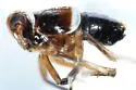 Pissonotus basalis - photo 5