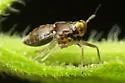 Pissonotus binotatus