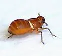 Pissonotus binotatus - photo 2