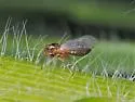 Pissonotus binotatus - photo 4