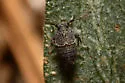 Pissonotus brunneus