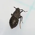 Pissonotus brunneus - photo 2