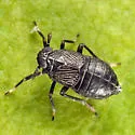 Pissonotus brunneus - photo 3