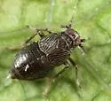 Pissonotus brunneus - photo 4