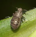 Pissonotus brunneus - photo 5