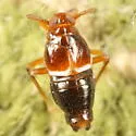 Pissonotus canadensis