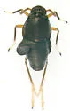 Pissonotus concolor - photo 2