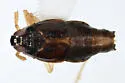 Pissonotus concolor - photo 4