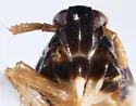 Pissonotus concolor - photo 5