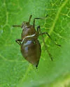 Pissonotus delicatus