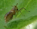 Pissonotus delicatus - photo 2