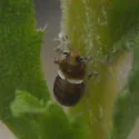 Pissonotus delicatus - photo 3