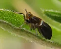 Pissonotus delicatus - photo 4