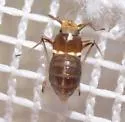 Pissonotus delicatus - photo 5