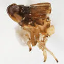Pissonotus dentatus